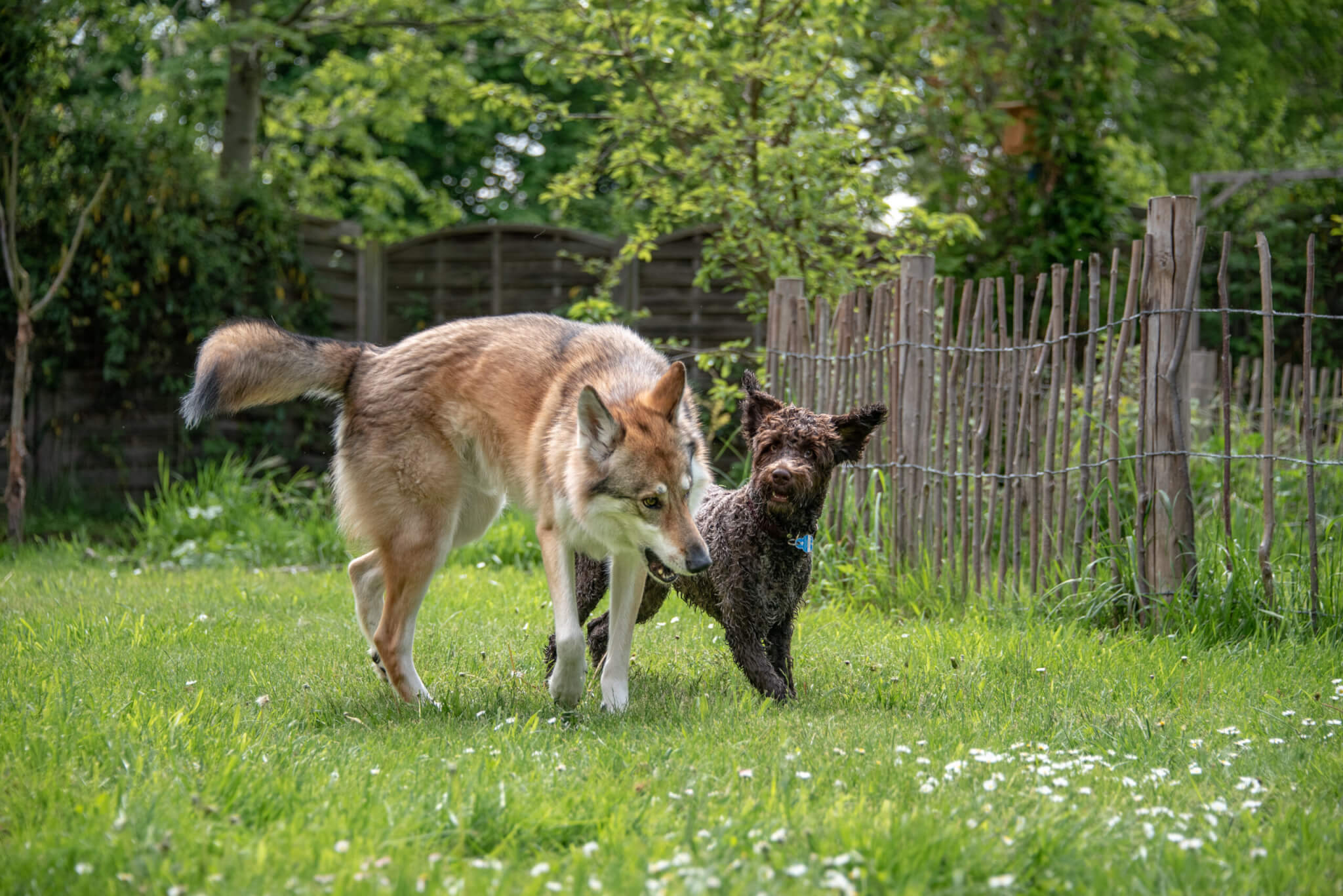 Hundekontakte einschätzen und moderieren Kompass Hund