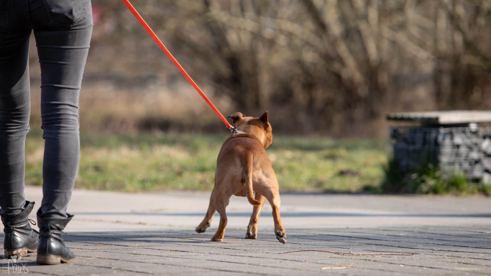 Leinenführigkeit Kompass Hund