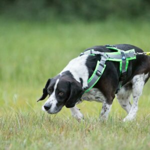 Fährtenarbeit | Kompass Hund | Hundetraining Hannover, Barsinghausen und Umgebung