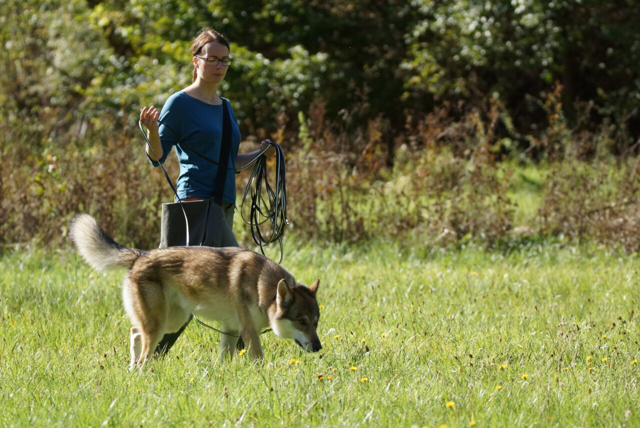 Revieren – Flächensuche | Kompass Hund | Deine Hundeschule Hannover, Barsinghausen und Umgebung