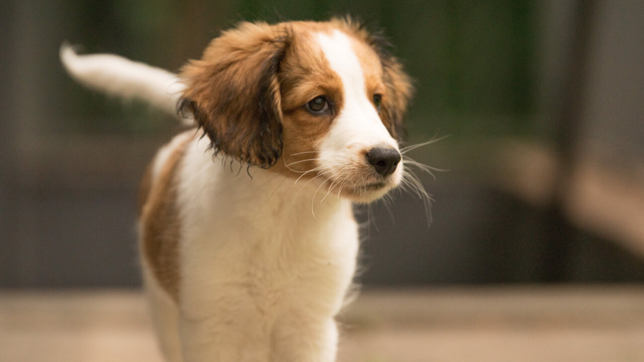 Einzeltraining | Kompass Hund | Deine Hundeschule Hannover, Barsinghausen und Umgebung