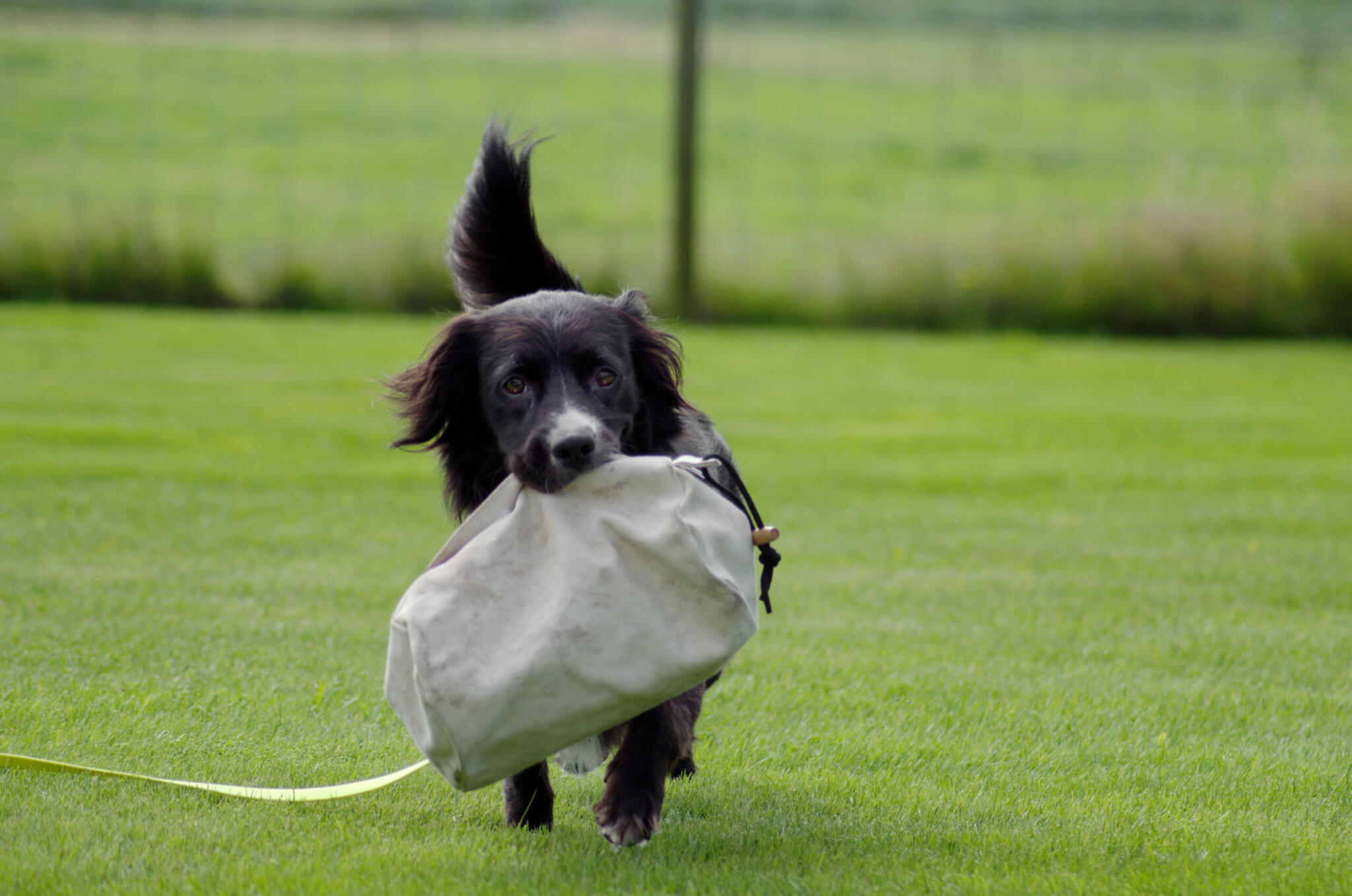 Kundenstimme | Kompass Hund | Deine Hundeschule in Hannover, Barsinghausen & Umgebung