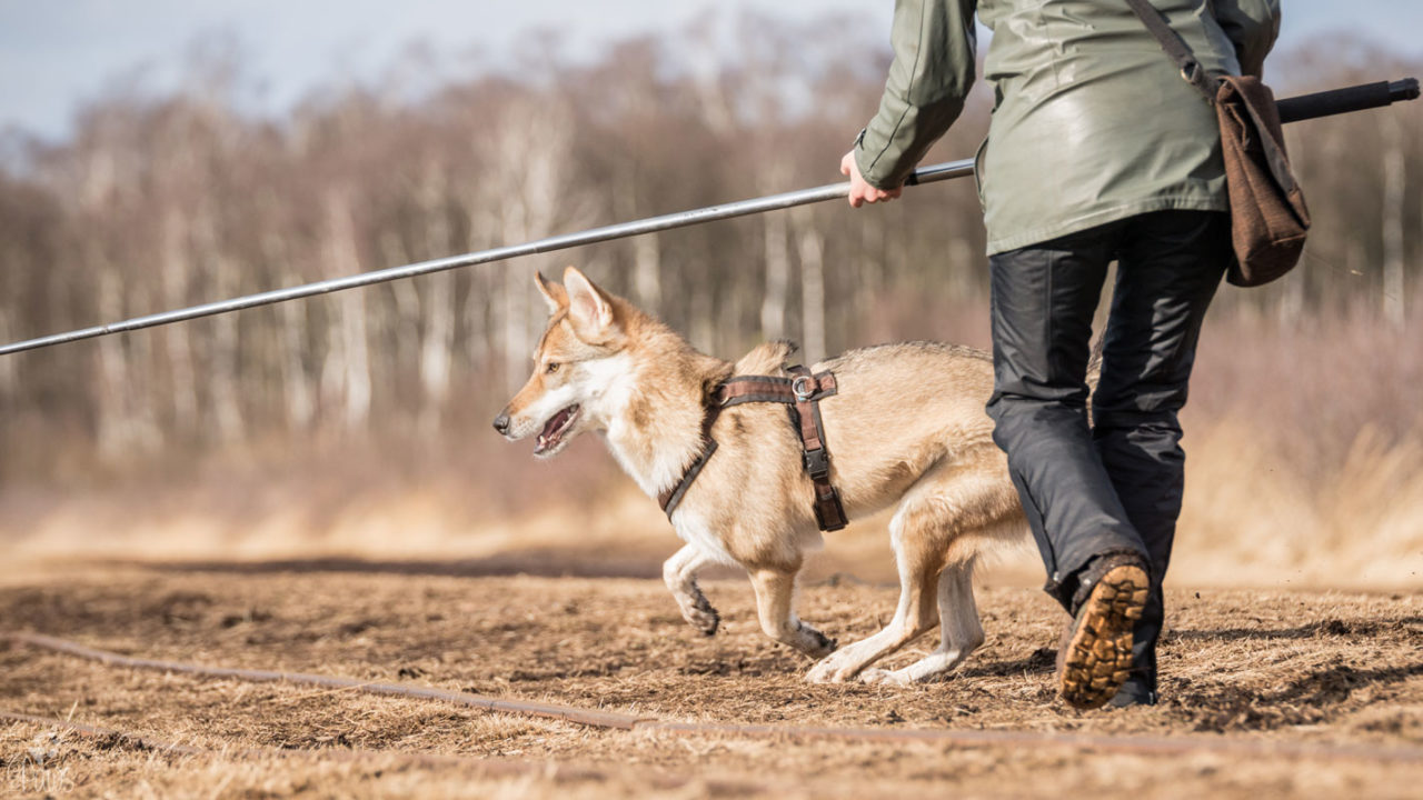 Reizangel | Kompass Hund | Hundetraining Hannover, Barsinghausen und Umgebung