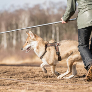 Reizangel | Kompass Hund | Hundetraining Hannover, Barsinghausen und Umgebung