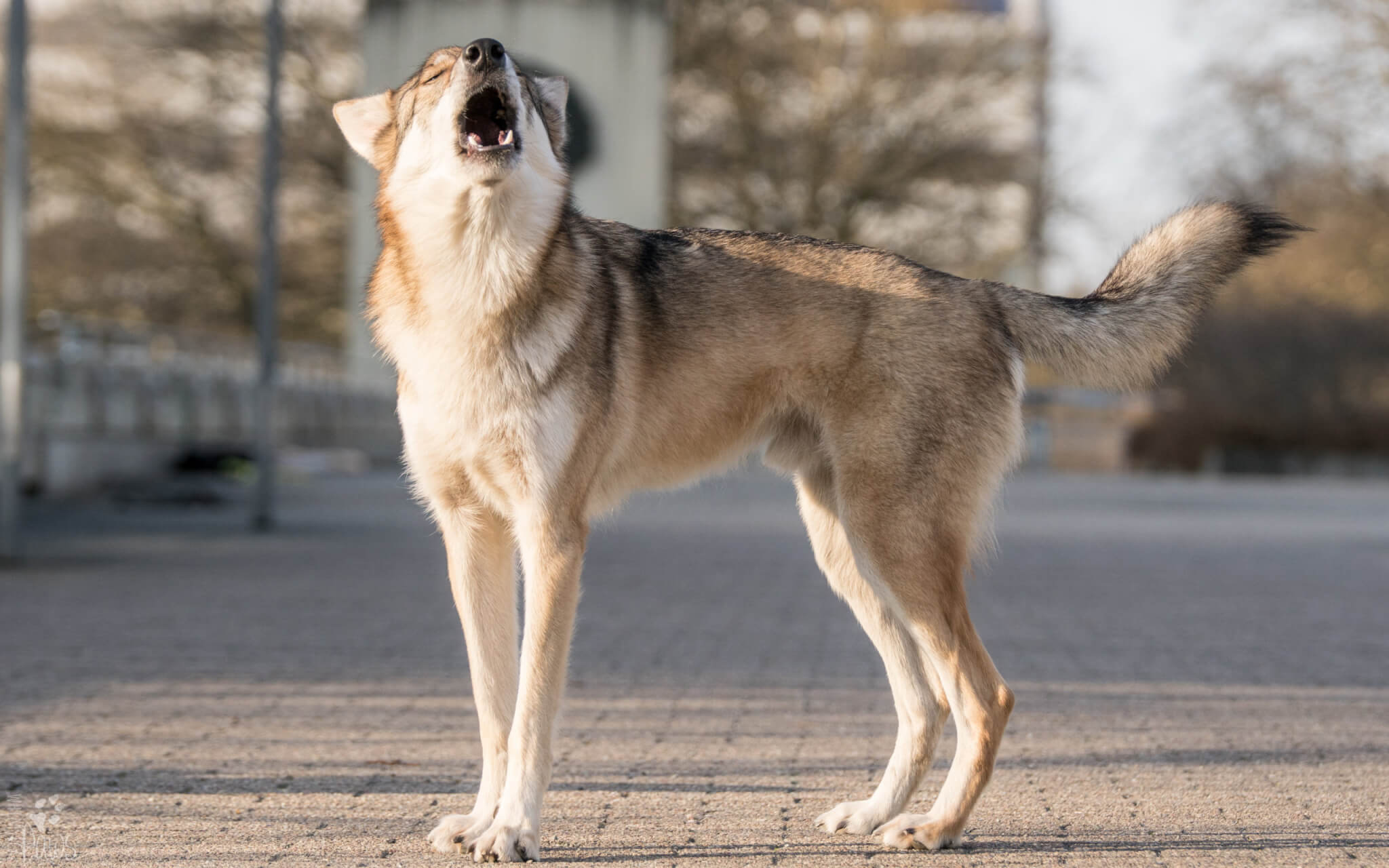 Pubertät Hund | Kompass Hund | Deine Hundeschule Hannover, Barsinghausen & Umgebung