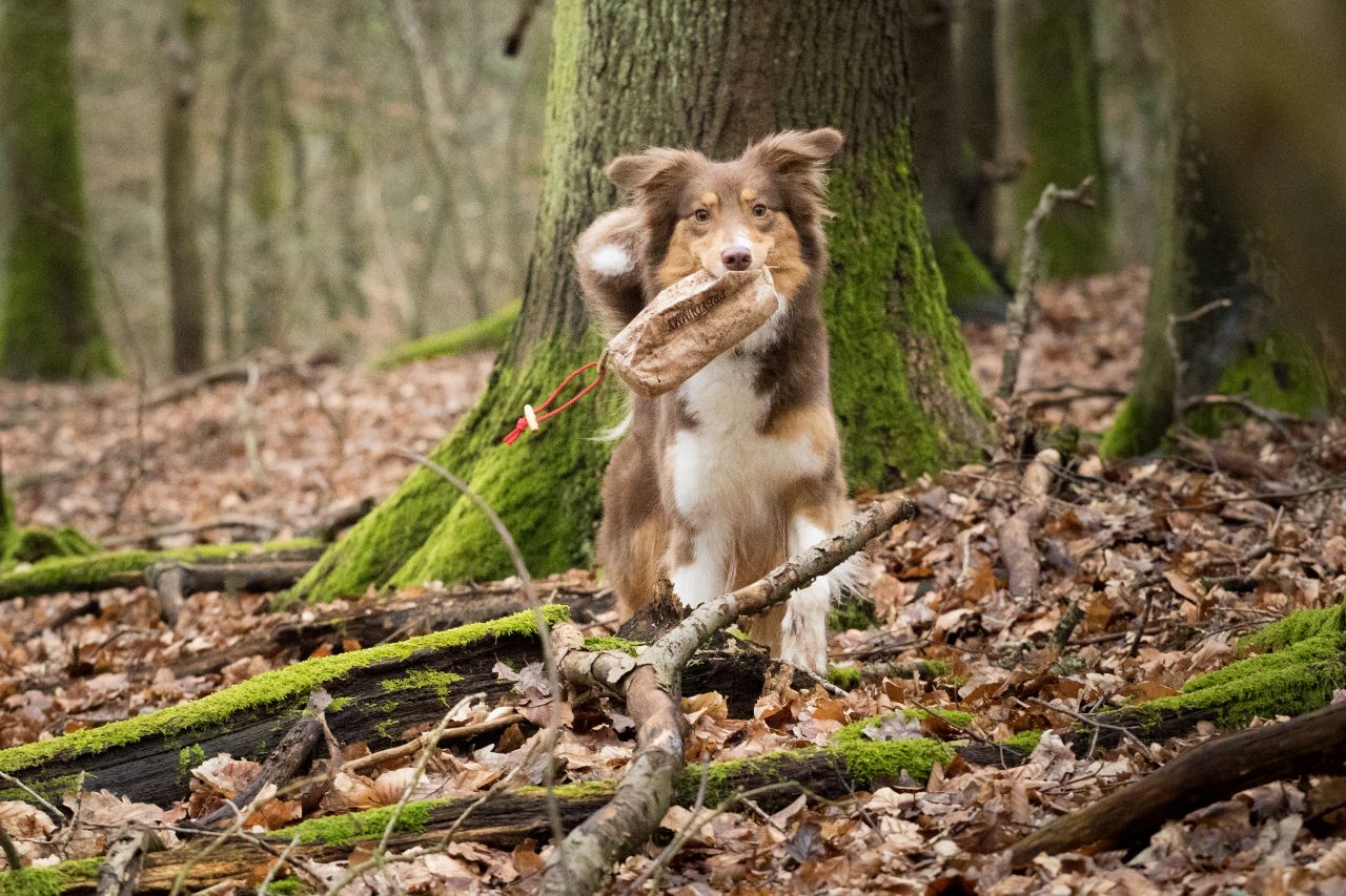 Futterbeuteljagd Workshops | Kompass Hund | Deine Hundeschule Hannover, Barsinghausen und Umgebung