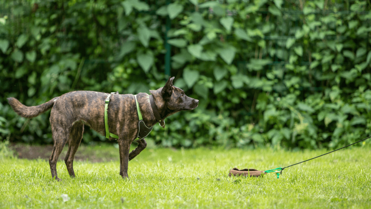 Jagdkontrolle statt Anti-Jagd-Training | Kompass Hund | Deine Hundeschule, Barsinghausen und Umgebung