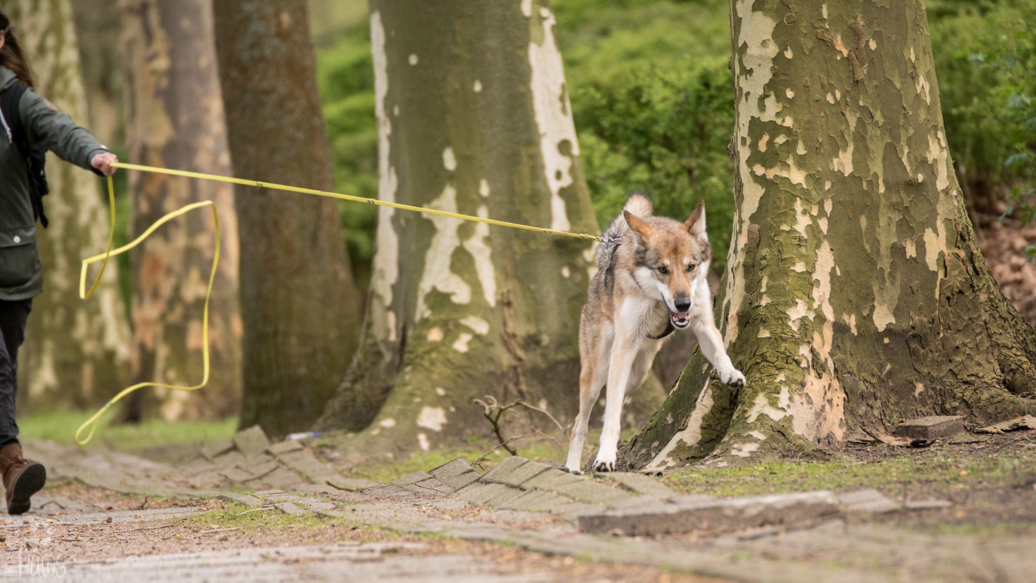 &quot;Erzieht?!&quot; Bedürfnisse verstehen und ernstnehmen Kompass Hund