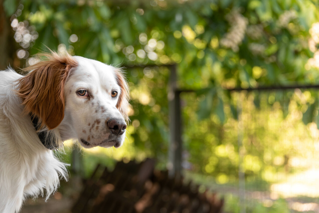 Erstgespräch – Hundetraining als Hausbesuch | Kompass Hund | Deine Hundeschule Hannover, Barsinghausen und Umgebung