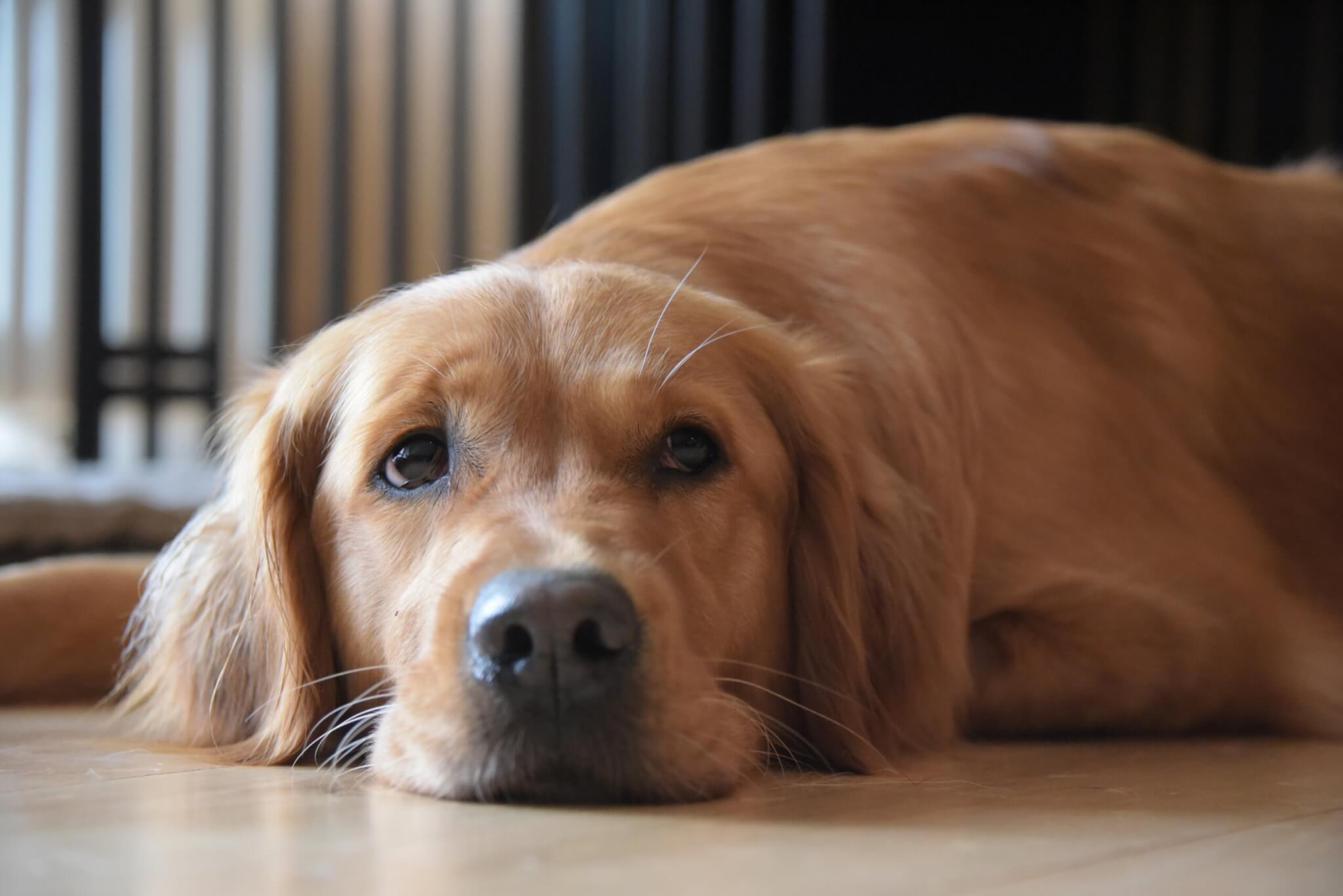 Kundenstimme | Kompass Hund | Deine Hundeschule in Hannover, Barsinghausen & Umgebung