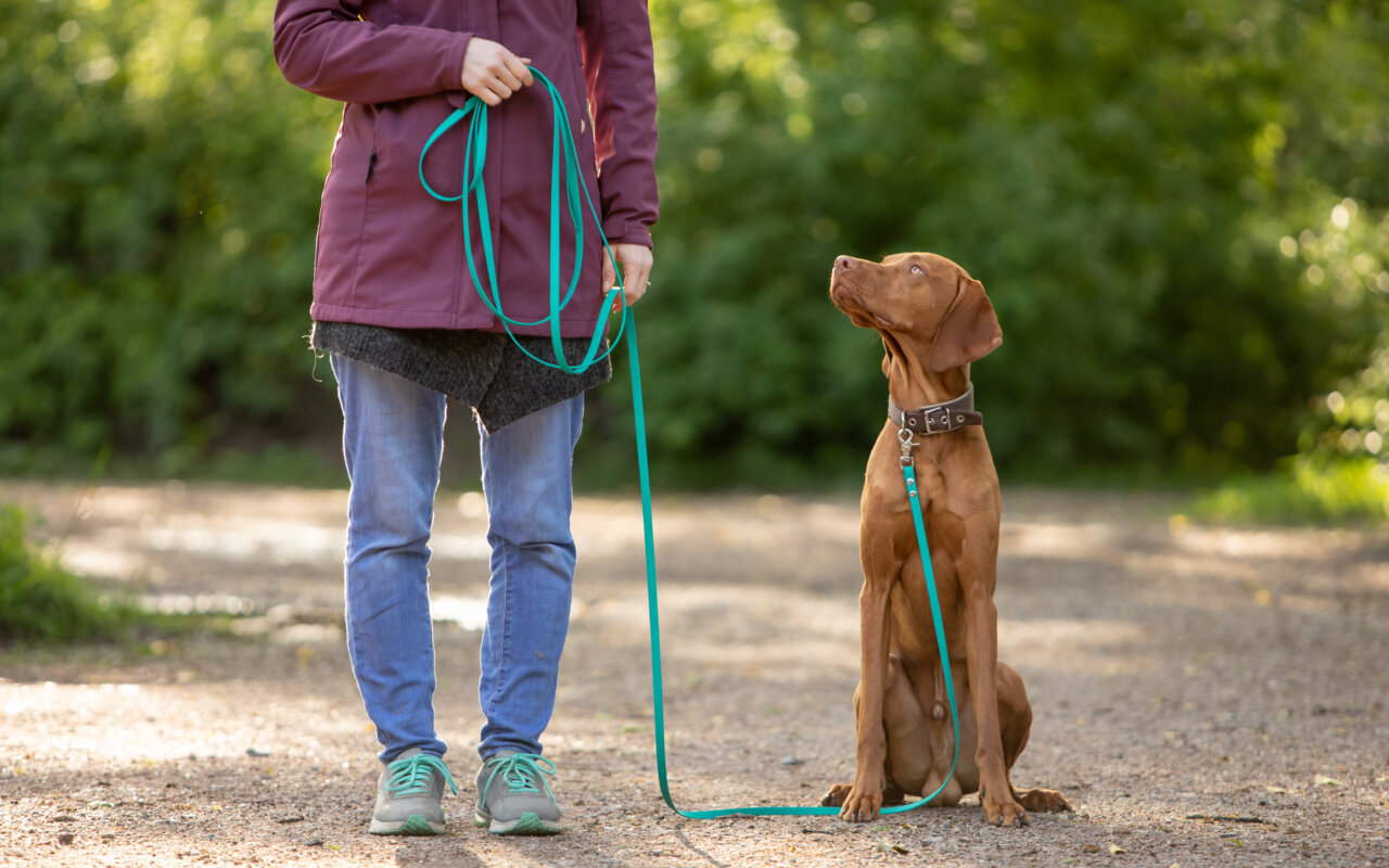 Leinenführigkeit | Kompass Hund | Deine Hundeschule Hannover, Barsinghausen und Umgebung