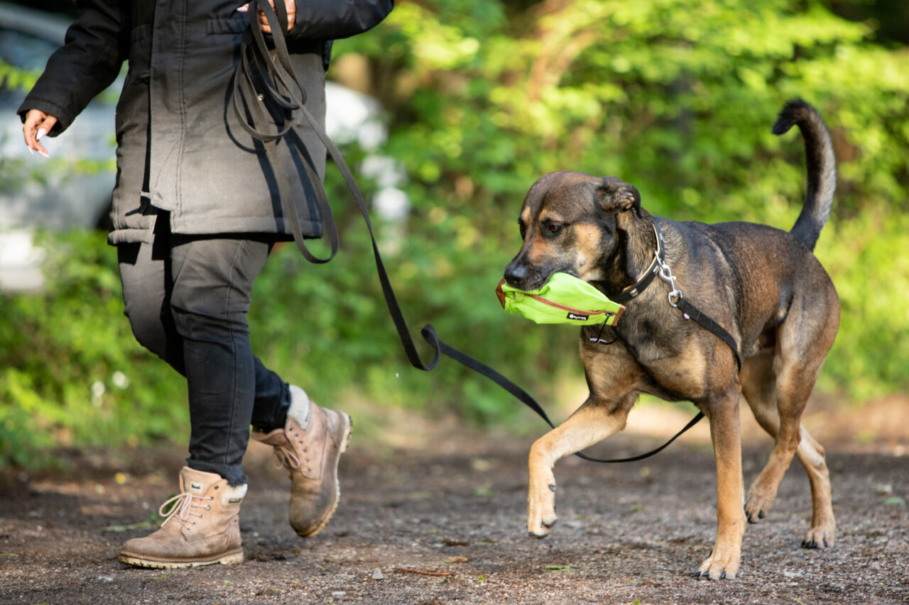 Alltagstraining | Kompass Hund | Deine Hundeschule Hannover, Barsinghausen und Umgebung