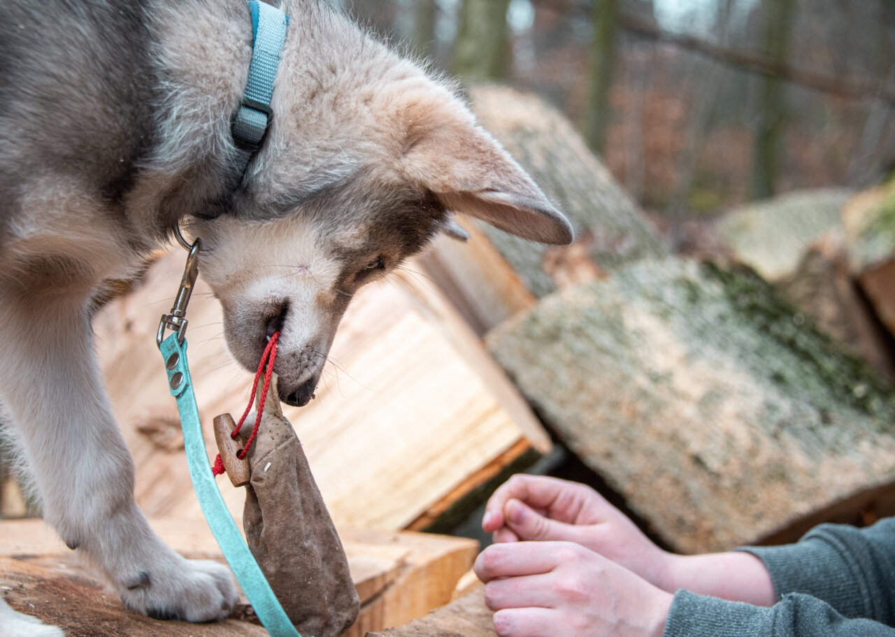 Welpenschule | Kompass Hund | Deine Hundeschule Hannover, Barsinghausen und Umgebung