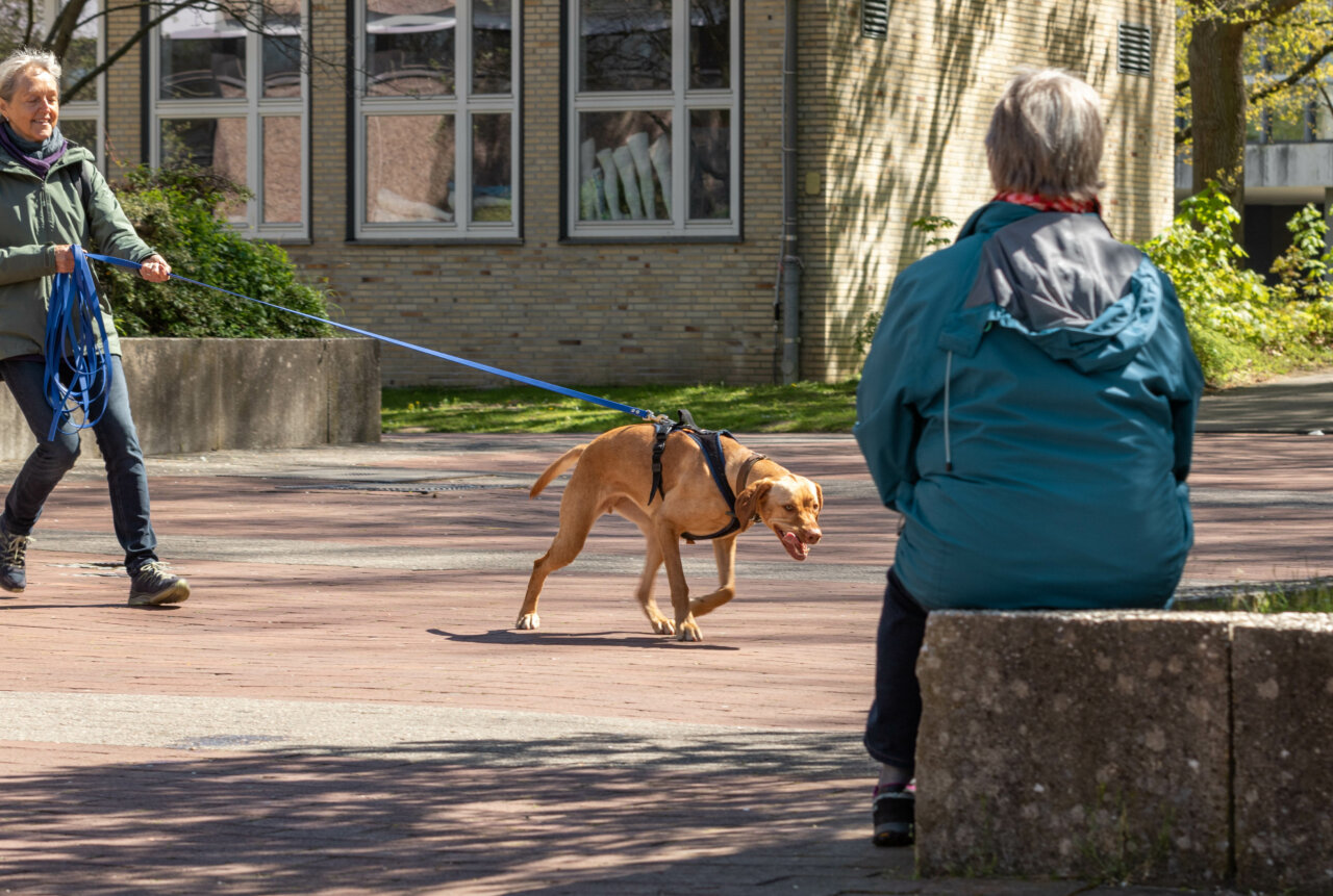 Nature Based Mantrailing Hannover | Kompass Hund | Hundetraining Hannover, Barsinghausen und Umgebung