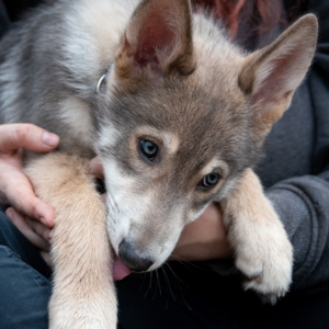 Welpe auf dem Schoß | Kompass Hund | Deine Hundeschule Hannover, Barsinghausen & Umgebung