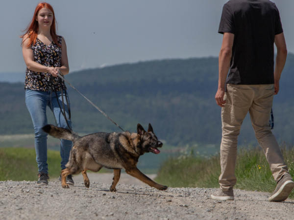 Hund zieht an der Leine auf einen Menschen zu | Kompass Hund | Deine Hundeschule Hannover, Barsinghausen & Umgebung