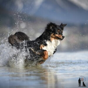 Australian Shepherd im Wasser | Kompass Hund | Deine Hundeschule Hannover, Barsinghausen & Umgebung