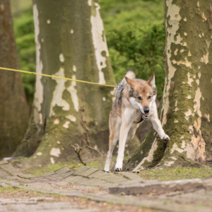 Hund zieht an der Leine | Kompass Hund | Deine Hundeschule Hannover, Barsinghausen & Umgebung