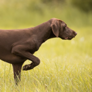 Hund steht vor | Kompass Hund | Hundetraining Hannover, Barsinghausen & Umgebung