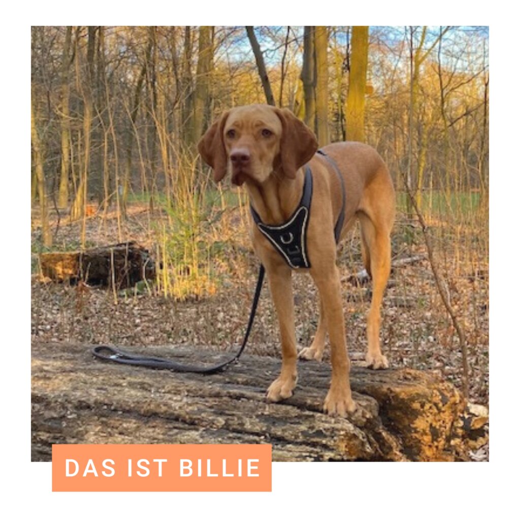 Jagdhund im Wald | Kompass Hund | Hundetraining Hannover, Barsinghausen & Umgebung