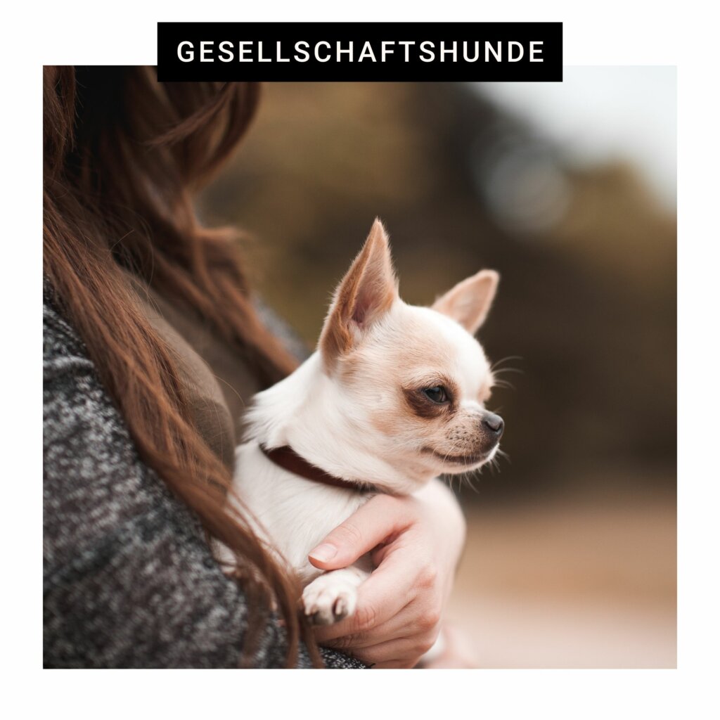 Gesellschaftshunde | Kompass Hund | Hundetraining Hannover, Barsinghausen & Umgebung