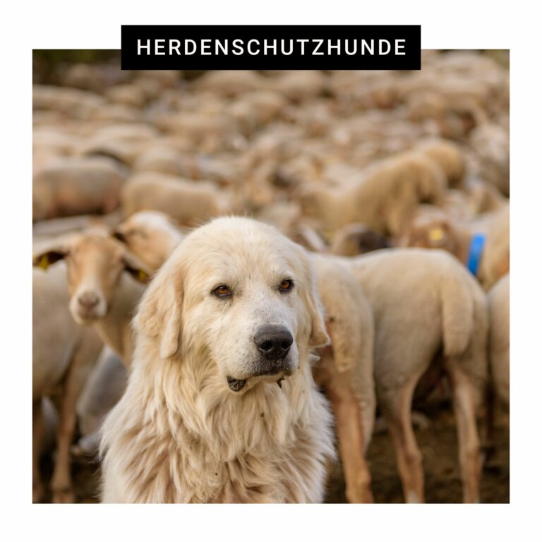 Herdenschutzhunde | Kompass Hund | Hundetraining Hannover, Barsinghausen & Umgebung