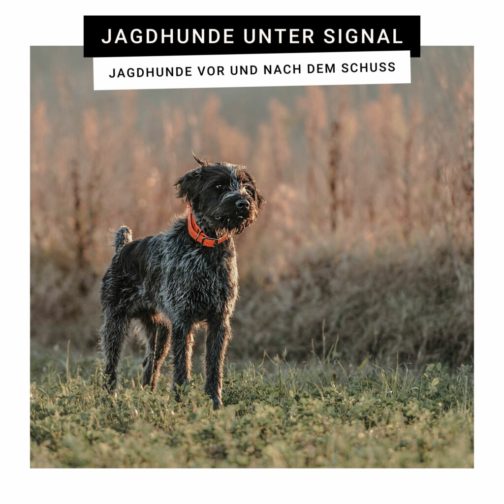 Jagdhund im Feld | Kompass Hund | Hundetraining Hannover, Barsinghausen & Umgebung