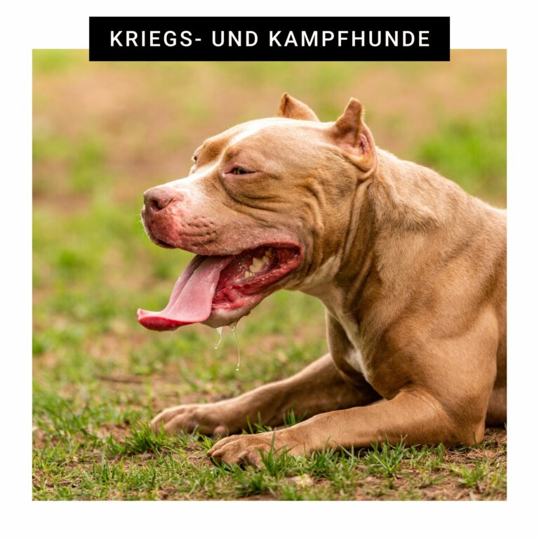 Kriegs- und Kampfhunde | Kompass Hund | Hundetraining Hannover, Barsinghausen & Umgebung