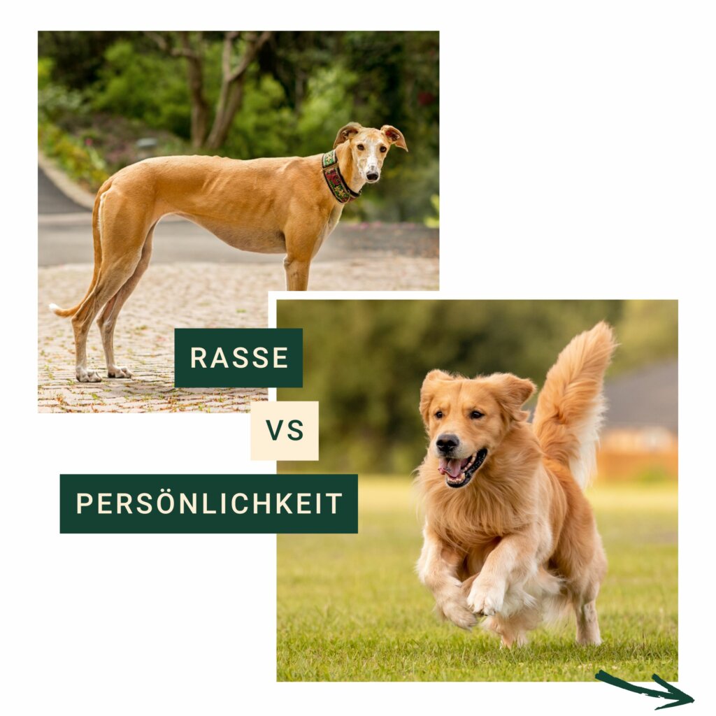 Windhund und Retriever | Kompass Hund | Hundetraining Hannover, Barsinghausen & Umgebung