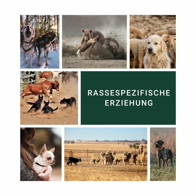 Bilder verschiedener Hunderassen | Kompass Hund | Hundetraining Hannover, Barsinghausen & Umgebung