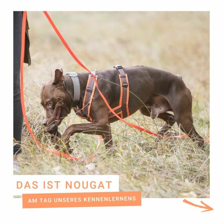 Hund Stresssymptome | Kompass Hund | Hundetraining Hannover, Barsinghausen & Umgebung