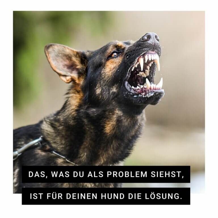 Problemhund | Kompass Hund | Hundetraining Hannover, Barsinghausen & Umgebung