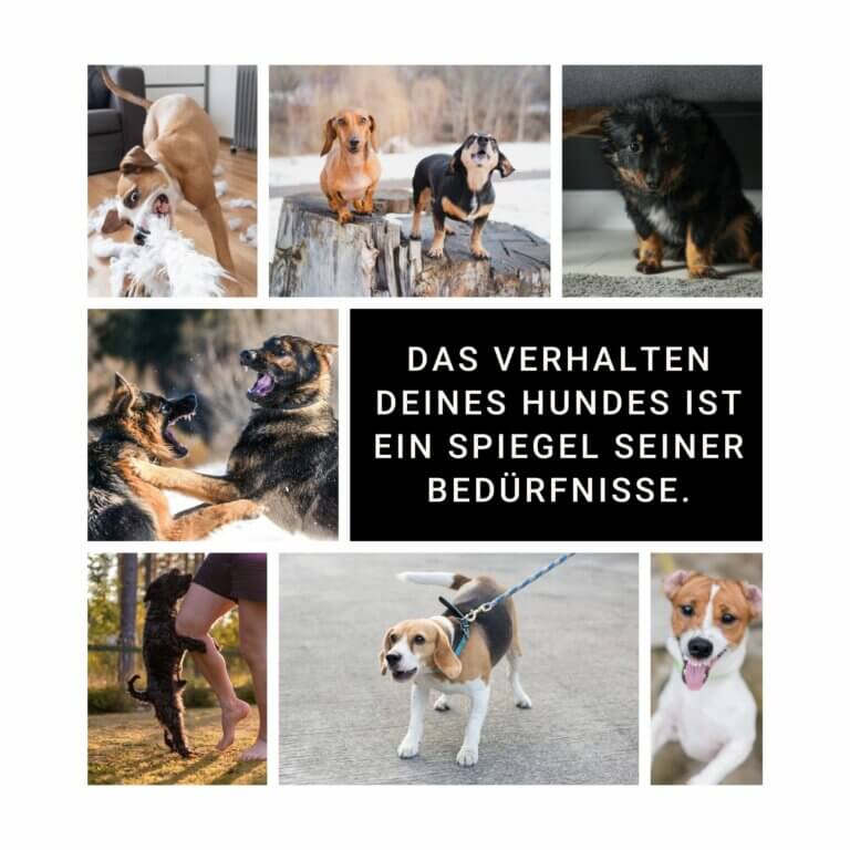 Hunde, die bellen, Kissen zerreißen, anspringen, kämpfen | Kompass Hund | Hundetraining Hannover, Barsinghausen & Umgebung