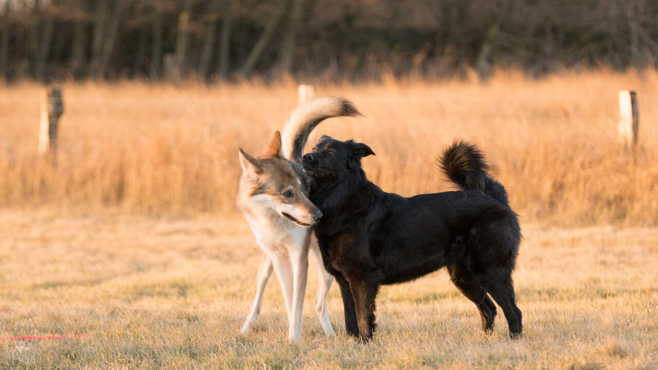 Hundekontakt | Kompass Hund | Deine Hundeschule Hannover, Barsinghausen und Umgebung