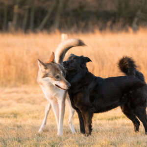 Hundekontakt | Kompass Hund | Deine Hundeschule Hannover, Barsinghausen und Umgebung