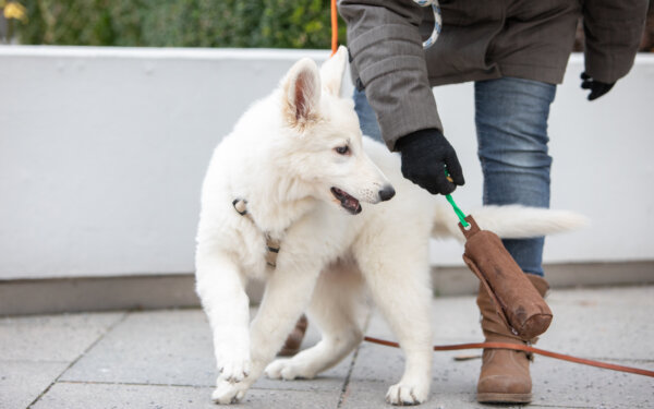 Welpen Erziehungsgruppe | Kompass Hund | Deine Hundeschule in Hannover, Barsinghausen & Umgebung