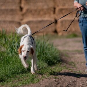 Fährtenarbeit | Kompass Hund | Hundetraining Hannover, Barsinghausen und Umgebung