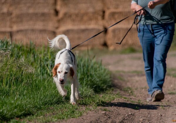 Fährtenarbeit | Kompass Hund | Hundetraining Hannover, Barsinghausen und Umgebung