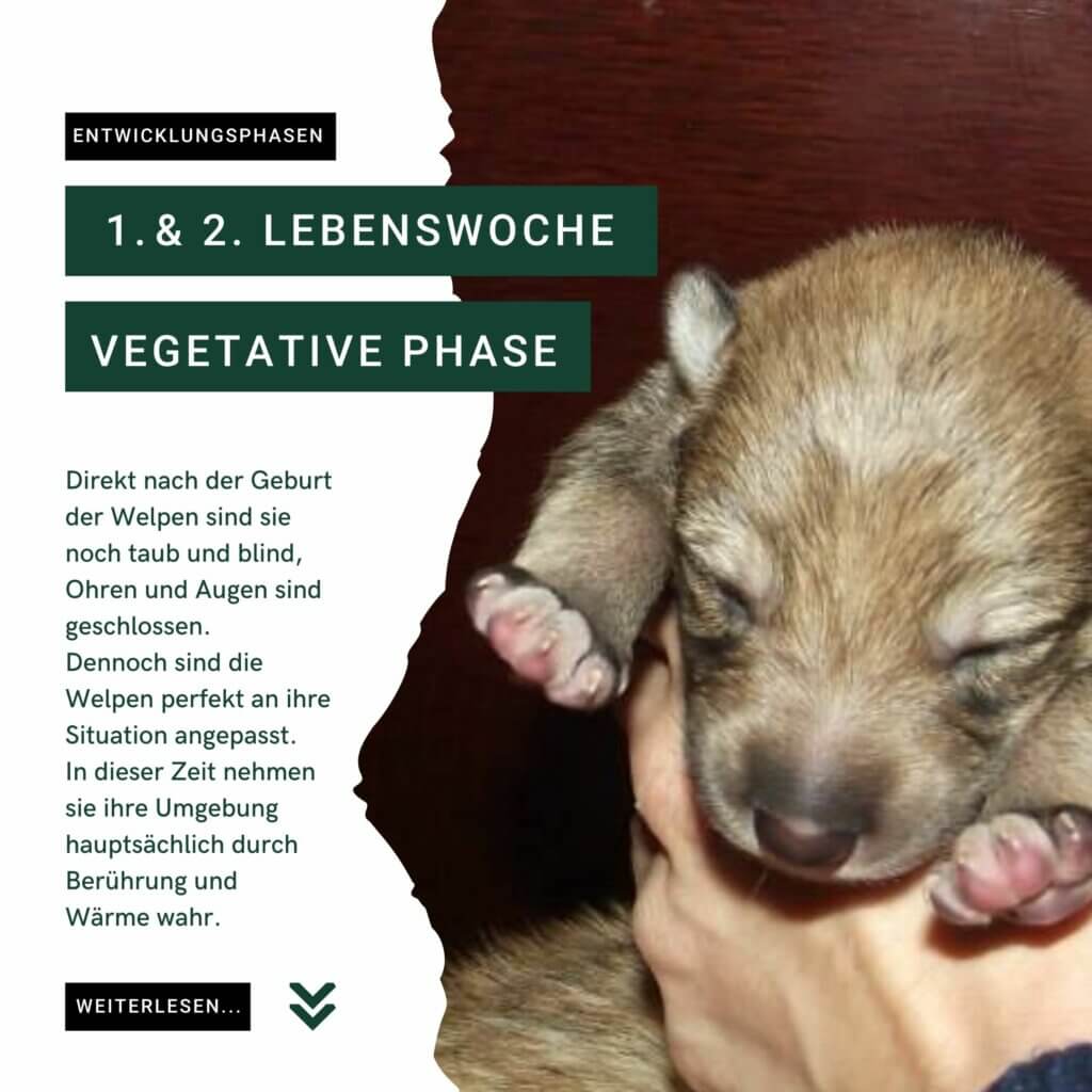 Vegetative Phase | Kompass Hund | Hundetraining Hannover, Barsinghausen und Umgebung