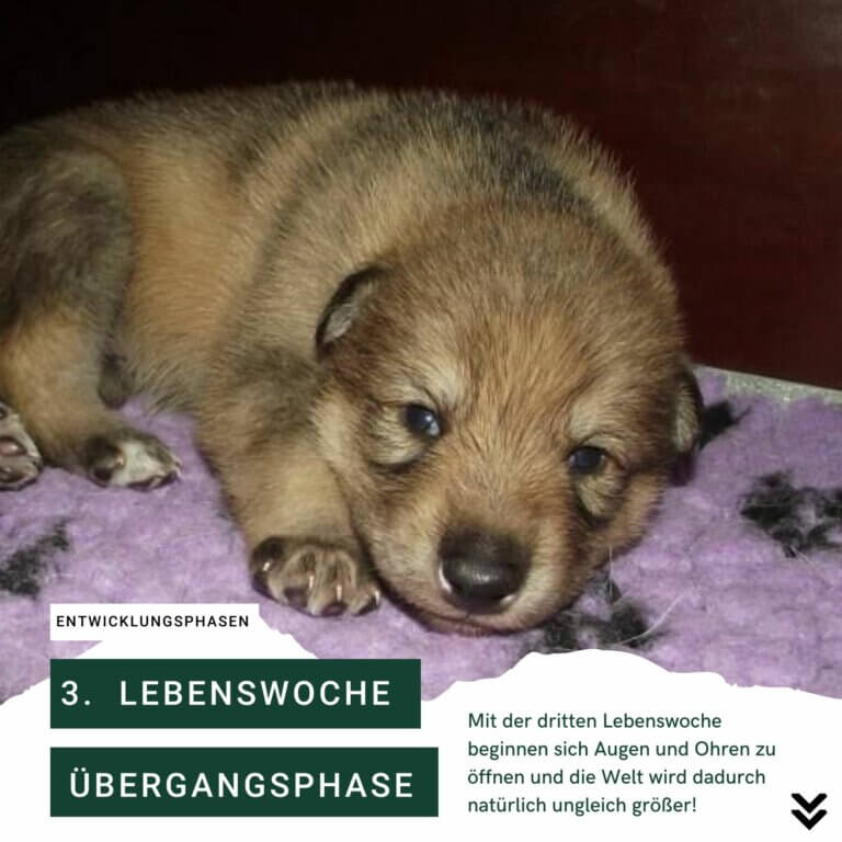 Übergangsphase | Kompass Hund | Hundetraining Hannover, Barsinghausen und Umgebung