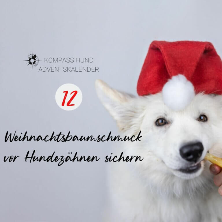 Weihnachtsbaumschmuck vor Hundezähnen sichern | Kompass Hund | Hundetraining Hannover, Barsinghausen und Umgebung