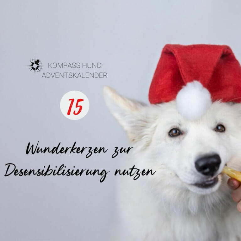 Wunderkerzen zur Desensibilisierung nutzen | Kompass Hund | Hundetraining Hannover, Barsinghausen und Umgebung