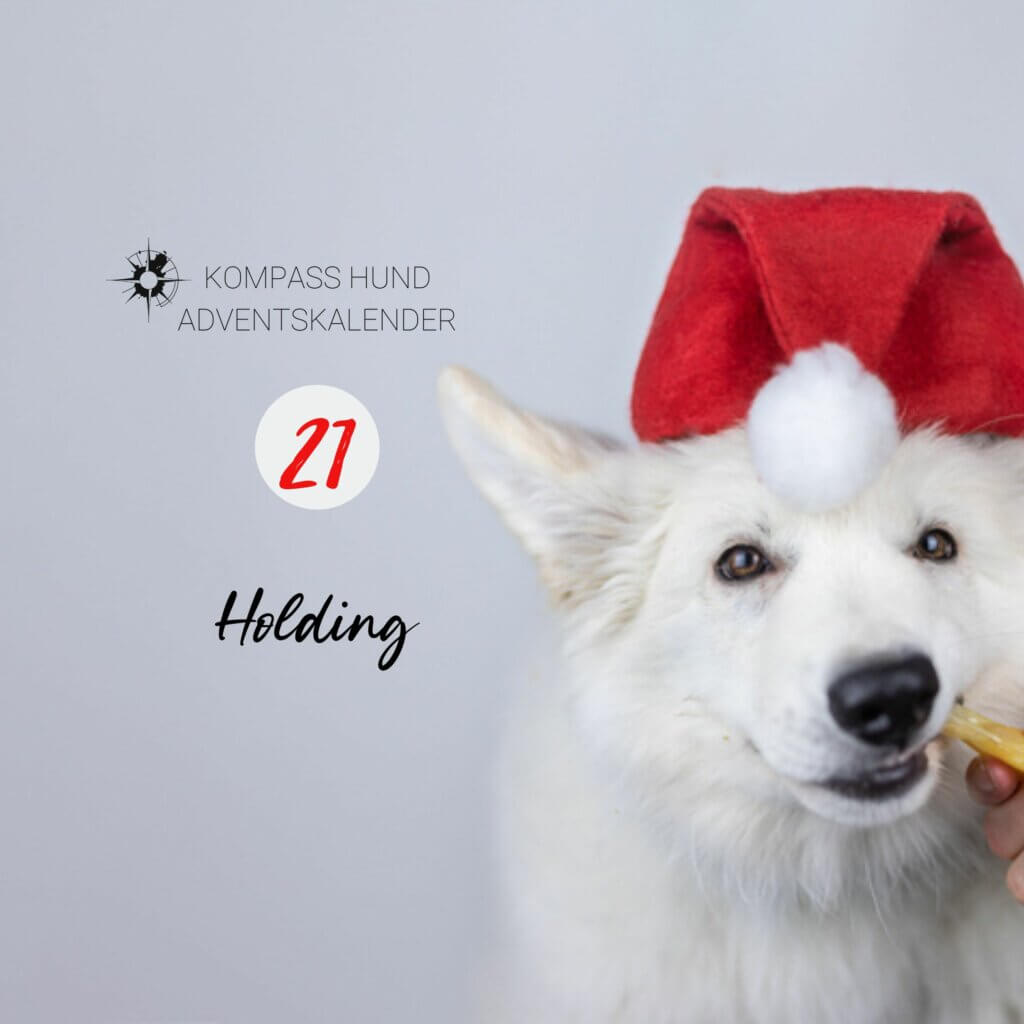 Holding | Kompass Hund Adventskalender | Hundetraining Hannover, Barsinghausen und Umgebung