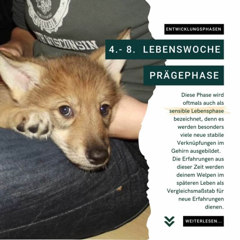 Welpen Prägephase | Kompass Hund | Deine Hundeschule Hannover, Barsinghausen und Umgebung