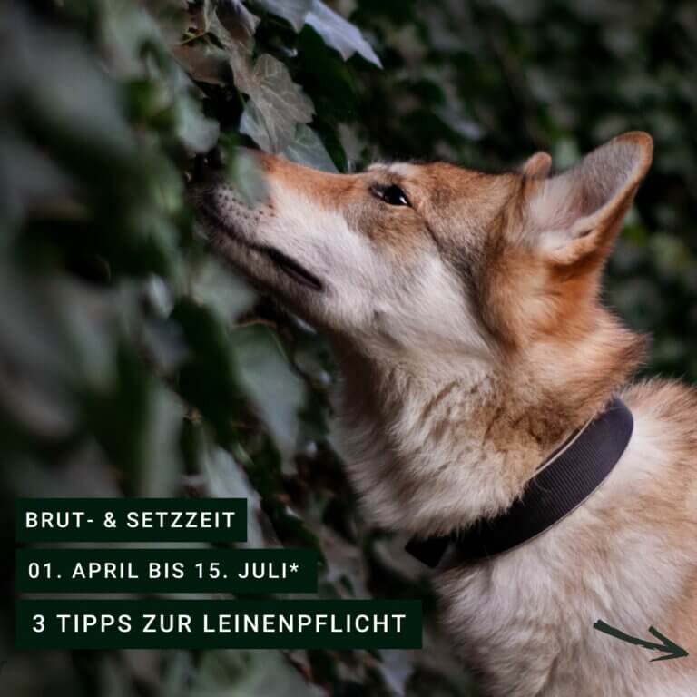 Leinenpflicht | Kompass Hund | Hundeschule Hamburg | Hundeschule Hannover