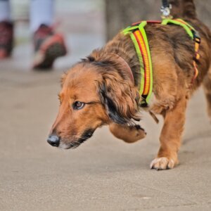 Dackel-Hovawart-Goldie-Mix
