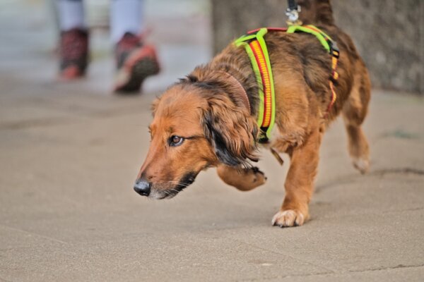 Dackel-Hovawart-Goldie-Mix