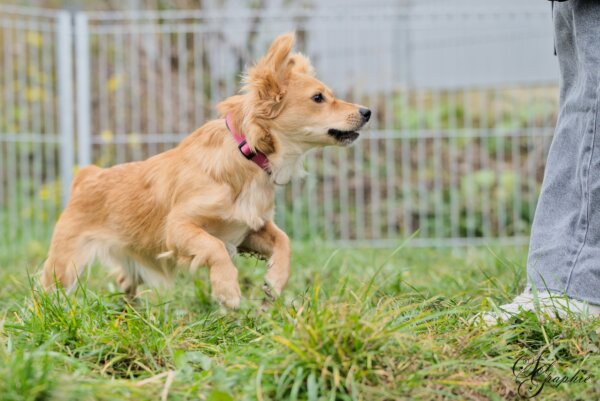 Tut Nix Begegnung | Kompass Hund | Deine Hundeschule in Hannover, Barsinghausen & Umgebung
