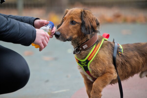 Dackel-Hovawart-Goldie-Mix