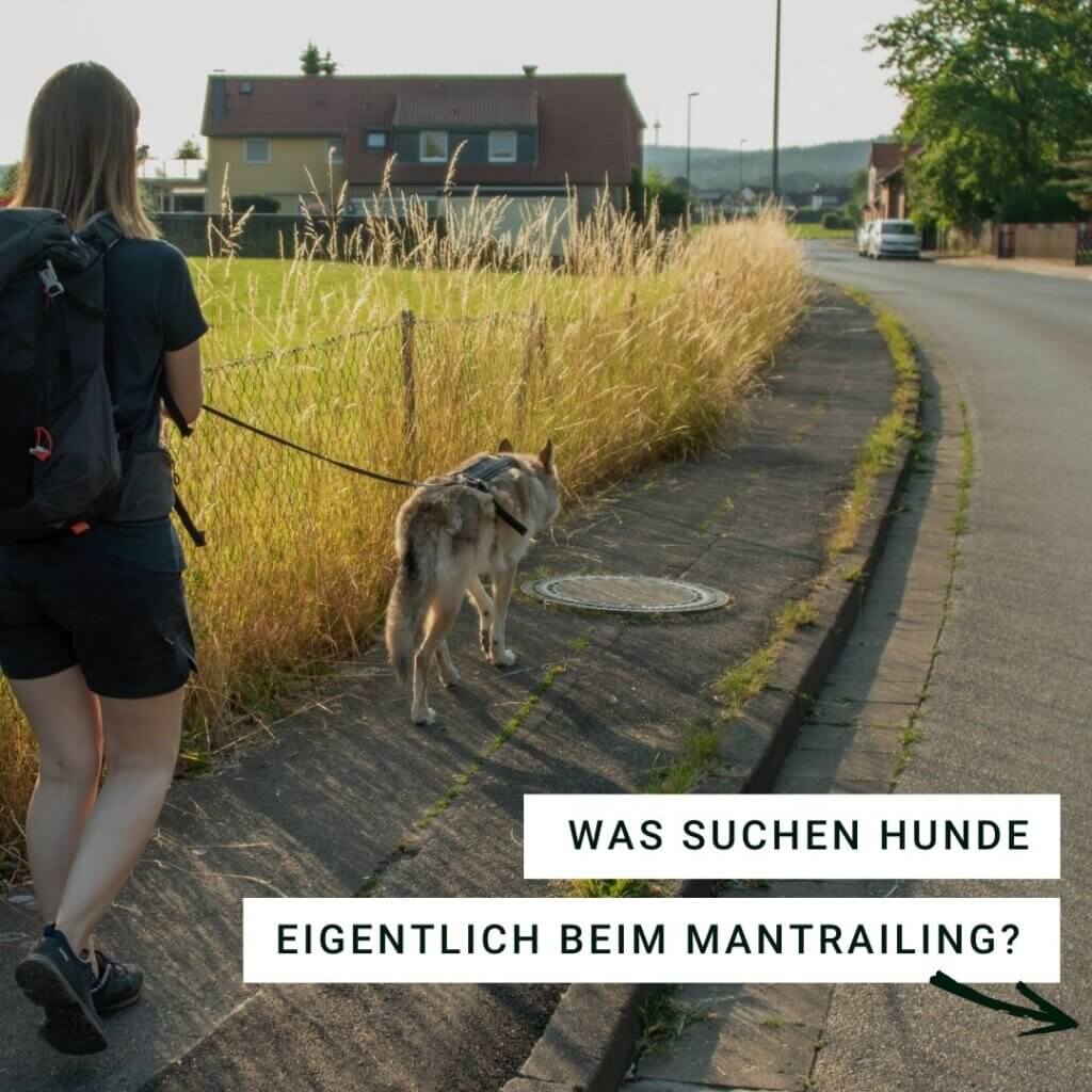 Was suchen Hunde eigentlich beim Mantrailing? | Kompass Hund | Mantrailing Hamburg
